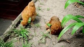 unique and exotic ornamental chickens wide videos
