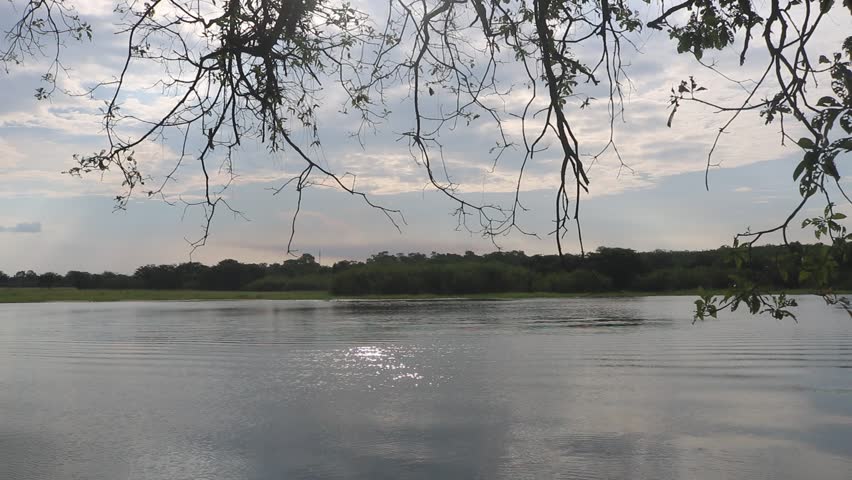 living tree in water. with river water in the background. blue sky and plants in the water. the fruit of this plant is edible. Plants protect the soil from abrasion