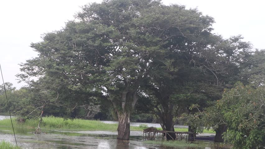 living tree in water. with river water in the background. blue sky and plants in the water. the fruit of this plant is edible. Plants protect the soil from abrasion