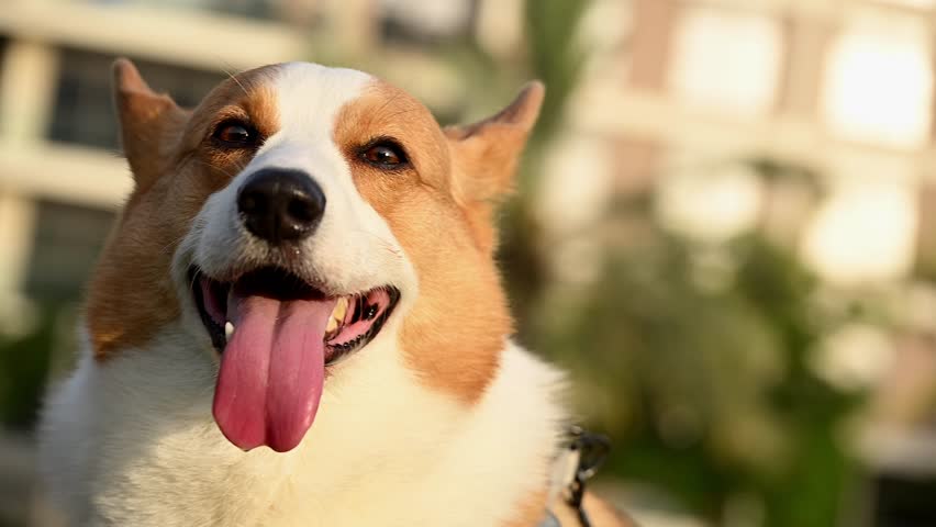 A close view of a Corgi dog at a green park, its tongue hanging out. The dog appears relaxed and content