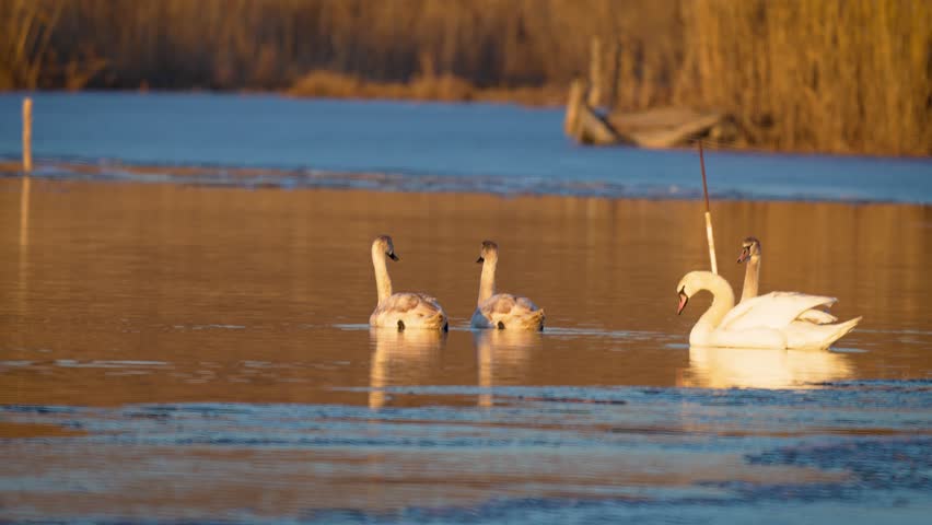Swan on lake. Drink water throwing their long neck back. Birds swim along dry reeds near ice floe. Beautiful light setting sun on river. Charmingly white and brown geese together on lakes