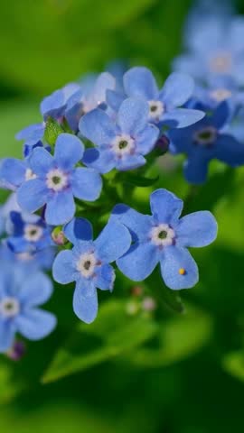 Geranium blue flowers garden field close up vertical video