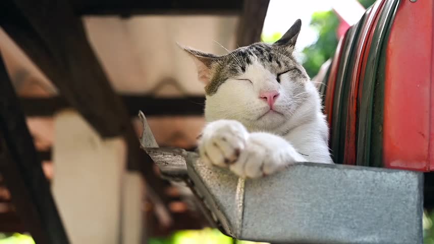 Domestic adorable white cat sitting and relaxing in day time at downspout on the roof of house.