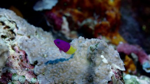 Bicolor Dottyback (Pictichromis paccagnella),or the Royal Dottyback or False Gramma, WAKTOBI, Indonesia,slow motion