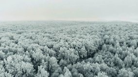 Aerial drone view from the top of snowy mountain pines winter forest after snowfall backgrounds