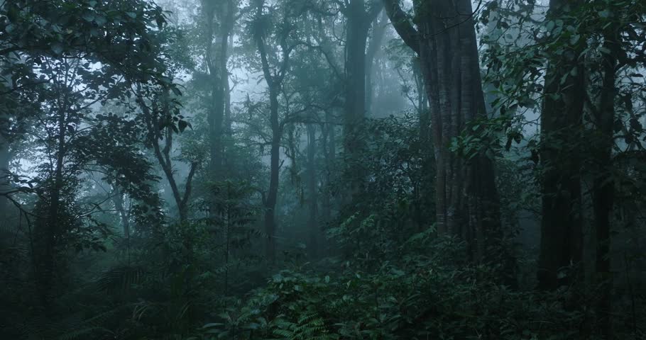 The foggy forest features a microstock plus logo in the distant background