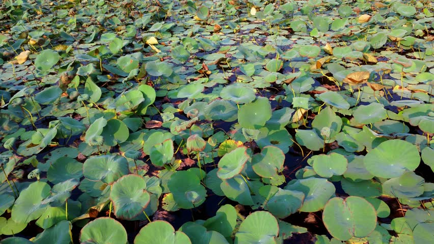 cinematic drone aerial view of swaps habitat, pond choked with lotus leaves drone view HD