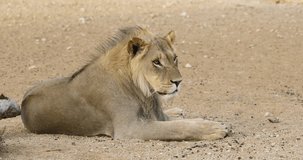Young male African lion (Panthera leo) roaring, Kalahari desert, South Africa