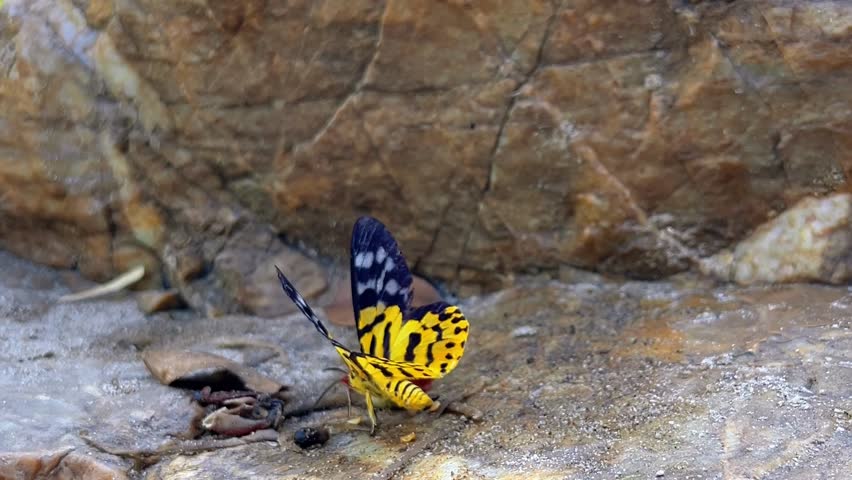 Close up of beautiful yellow butterfly on the rocks, flying and moving in the jungle. 