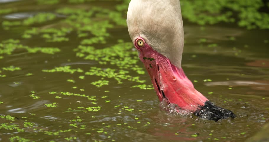A flamingo bird seeking in water for food. High definition shot at 4K, Slow motion video footage.