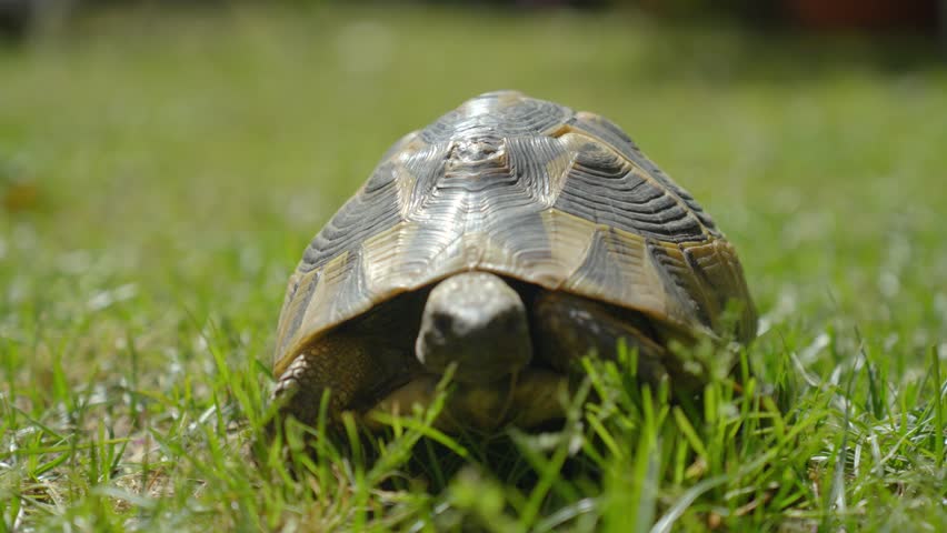 Low angle shot of a small tortoise walking and eating through the grass 