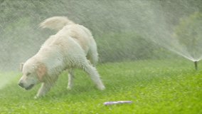 Funny dog trying to drink water from an automatic watering system on the lawn