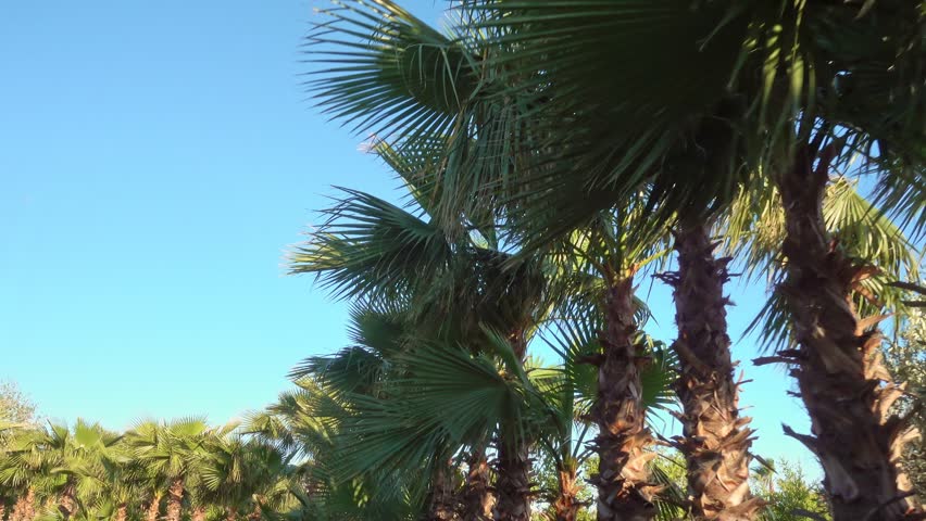 moving along alley row of palm tree in resort street, summer exotic vegetation during vacation