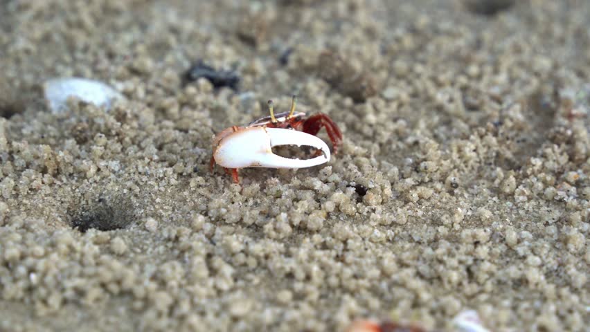 Close up shot of a male sand fiddler crab with mismatched claws, foraging and sipping minerals from the tidal flat, consuming micronutrients and forming small sand pellets.