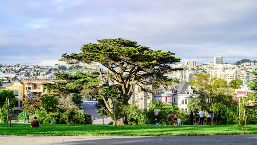 Alamo Park, San Francisco, Timelapse of Crowds in front of a Monterey Cypress Tree