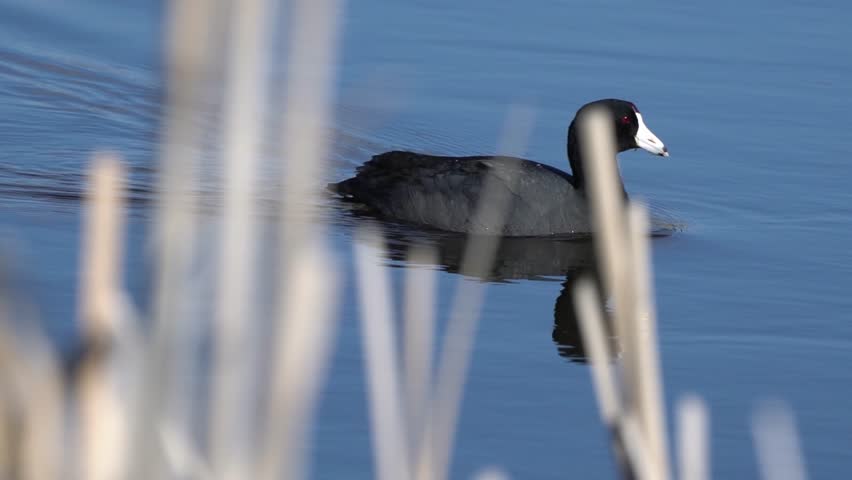 Embark on a cinematic journey delving into the captivating world of the American Coot, Fulica americana, filmed at a serene Canadian lake.