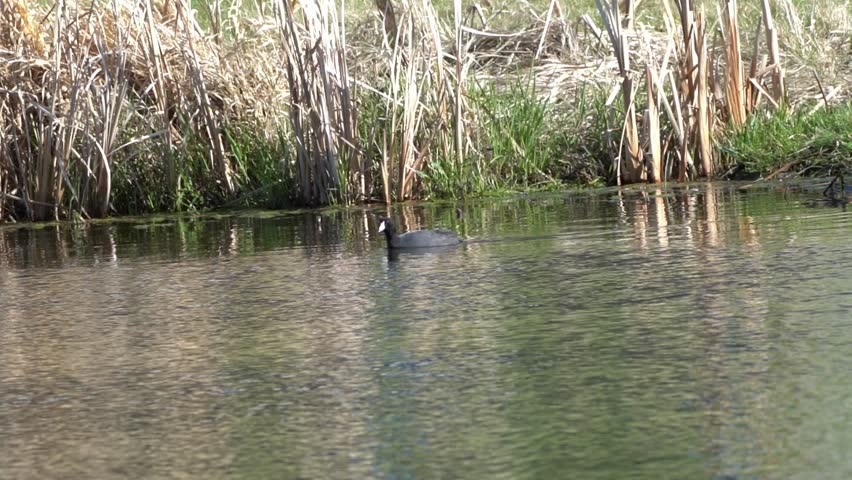 Embark on a cinematic journey delving into the captivating world of the American Coot, Fulica americana, filmed at a serene Canadian lake.