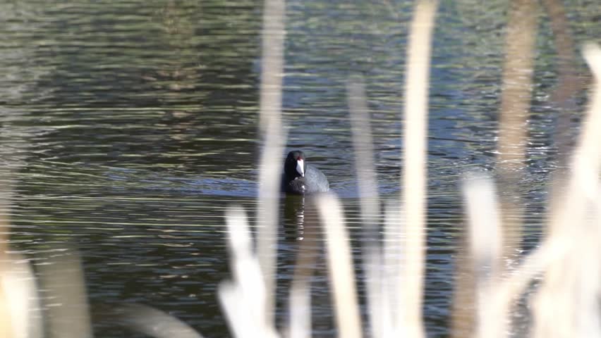 Embark on a cinematic journey delving into the captivating world of the American Coot, Fulica americana, filmed at a serene Canadian lake.