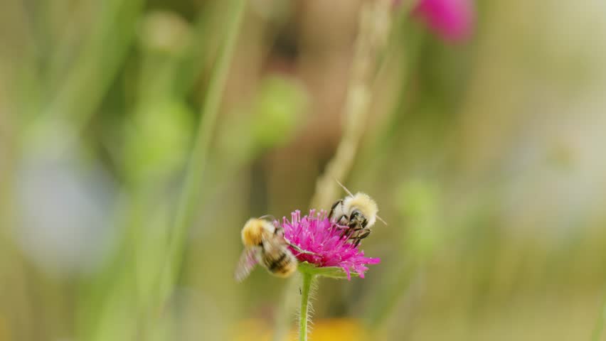 Two busy bees collecting nectar from meadow clover in selective focus shot. Spring insects in nature. Wildlife; garden; field