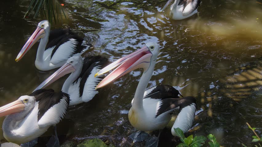 High-angle view of feeding Australian pelicans floating on water with their beaks open to eat fish