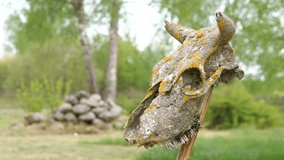 close-up of a mossy cow skull on a stick. Pagan temple. Wizards and witches - Powered by Shutterstock - Get 15% off with code: PIKWIZARD15