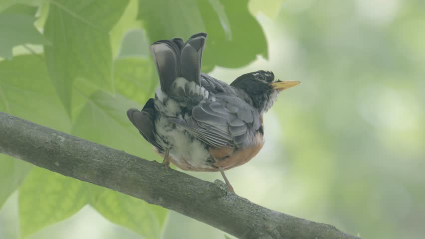Common avian bird species a solo American Robin perched on tree branch and singing to attract a mate in spring mating season, this songbird has an orange breast plumage and white with black head