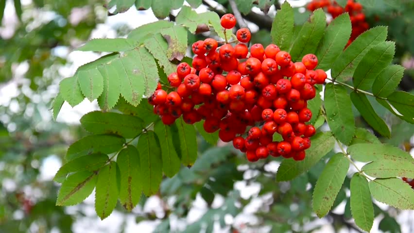 Bunch Red Rowan Berries Wind Hd Stock Footage Video 100 Royalty Free 35067439 Shutterstock