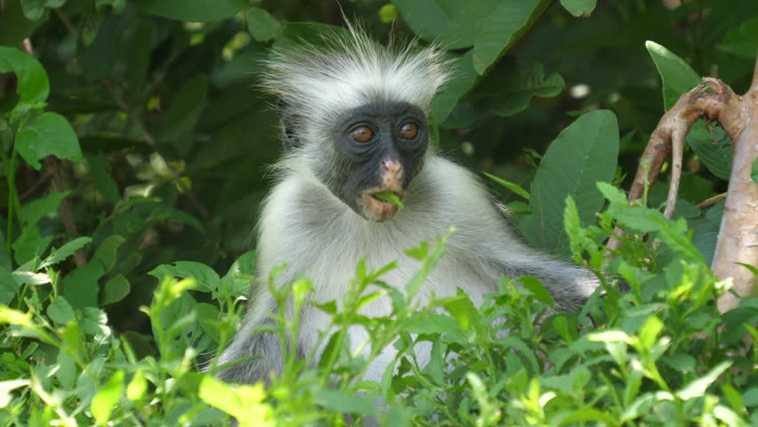 Red colobus  Baby outside the forest eating leafs. Zanzibar, Tanzania 
