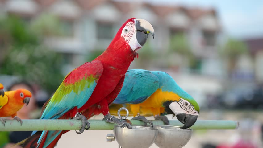Green wing macaw , Blue and yellow macaw parrot bird standing relax on the log.