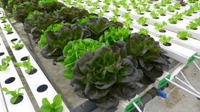 Green leafy Lettuce plants in an Hydroponic growing setting - Powered by Shutterstock - Get 15% off with code: PIKWIZARD15