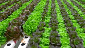 Green leafy Lettuce plants in an Hydroponic growing setting - Powered by Shutterstock - Get 15% off with code: PIKWIZARD15