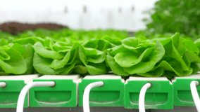 Green leafy Lettuce plants in an Hydroponic growing setting - Powered by Shutterstock - Get 15% off with code: PIKWIZARD15