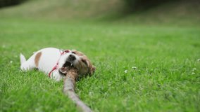 Joyful dog playing in lush green park. Active Jack Russell terrier dog in walk. Cute pet have fun on meadow, gnawing wooden stick - Powered by Shutterstock - Get 15% off with code: PIKWIZARD15