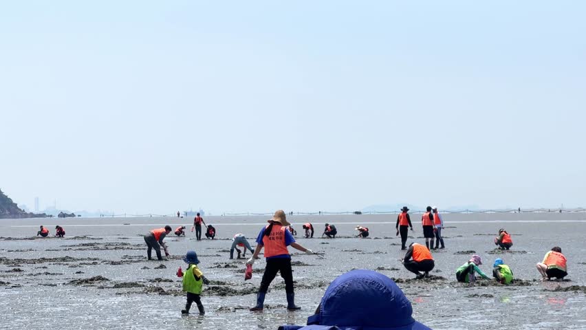 People who are experiencing shellfish fishing in mudflats in Korea
