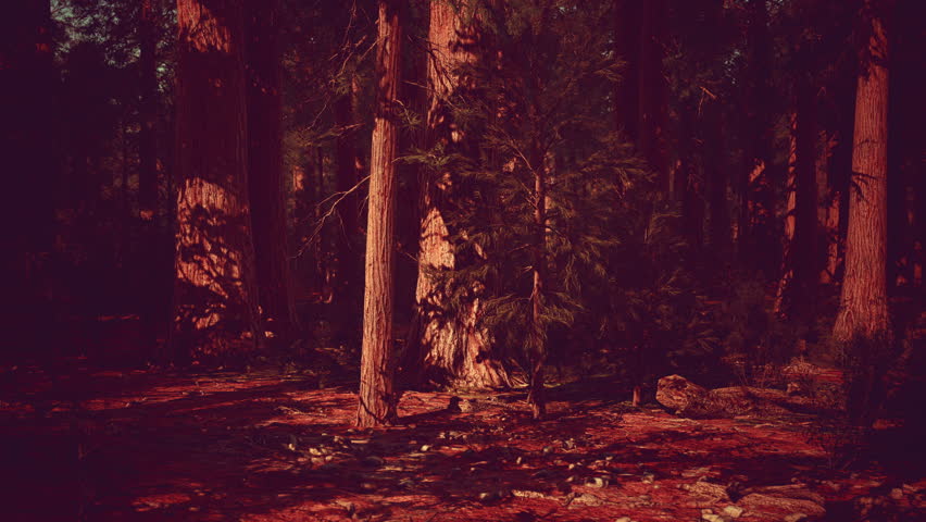 Sequoia Tree in Yosemite National Park