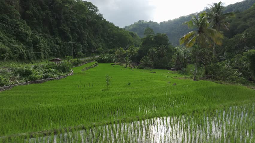 Aerial view of lush rice fields and palm trees in terrace village, Wologai, Flores, Indonesia.