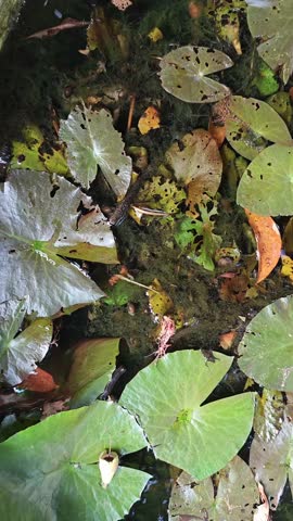 Small fish are swimming under the water plants 