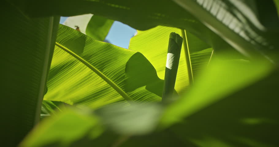 Banana Plant, Musaceae. Close-up View On Tropical Banana Leaf In Summer Sunny Day. Large Palm Foliage Nature. Concept Of Green Nature Background. Environment Conservation, Change Season Summer Concept