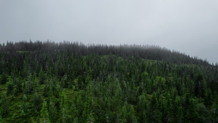 Drone flying above lush pine tree forest, heading towards mountain top disappearing into the mist, in the natural beauty of Norway.