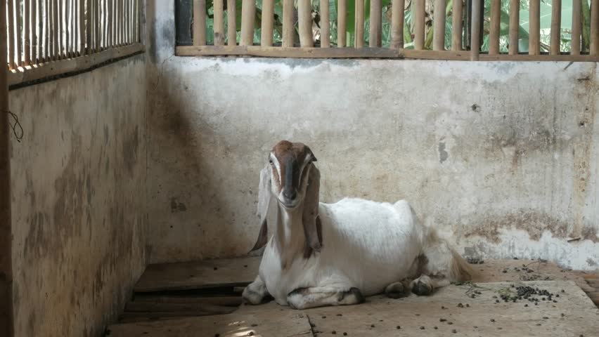 White Javanese goat in a traditional cage