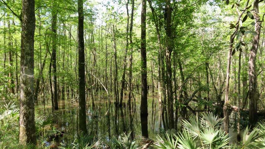 Reed Bingham State Park in Georgia - views around the park include a dam and boardwalk trails