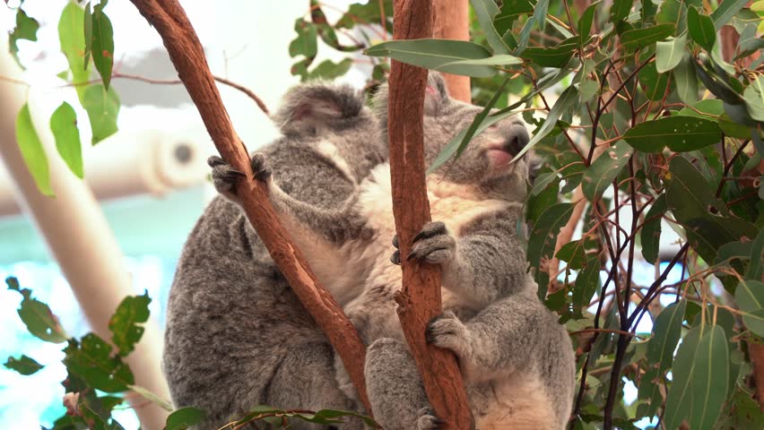 Two cute and adorable koalas (phascolarctos cinereus) dozing off on the fork of the tree, taking a nap during the day, close up shot.