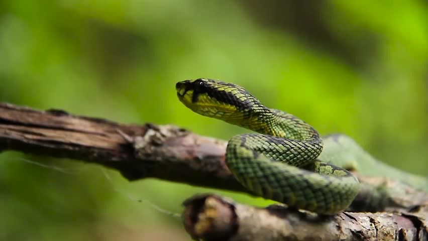 Sri Lankan green pit viper Craspedocephalus trigonocephalus Ceylon pit viper green snake endemic pet snake