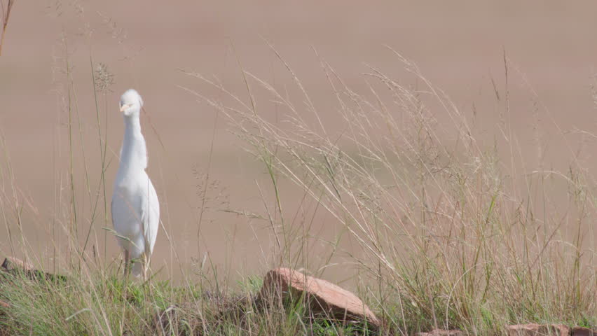 Great White Egret Standing Still Static