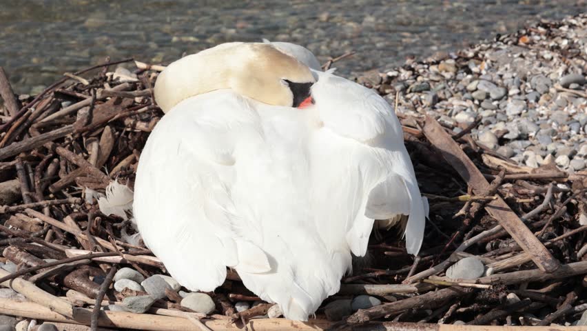 White female swan (pen) nesting and protecting her eggs in a nest made of twigs and branches next to a stone pier on a stone pebble beach and lake Leman in Switzerland with blue skies in spring 2024