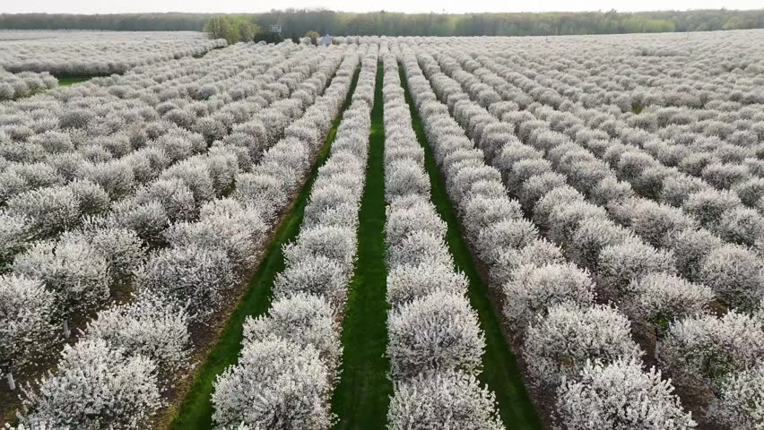 The cherry orchards in Door County, Wisconsin are in full bloom in the spring each year.
