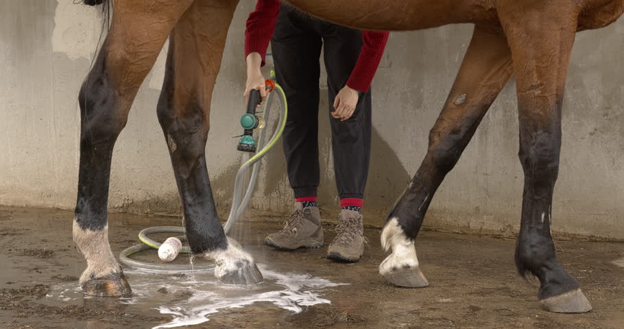 A young woman rinses off antibacterial soap from her horse