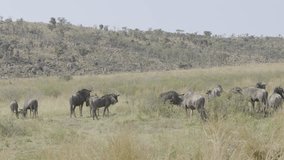 Herd of Wildebeest on a Hot Sunny Day in Dry Grass