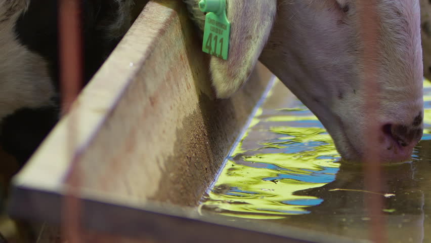 Animal Sheep and Goats Feed for Eid al-Adha in Islam