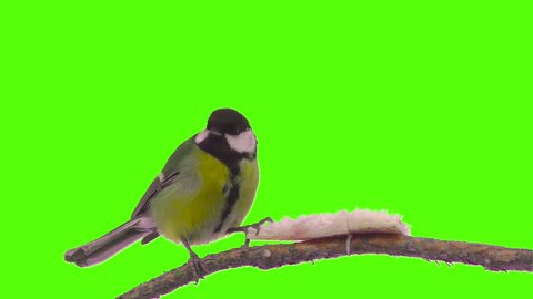cut the bird on a green screen in one click